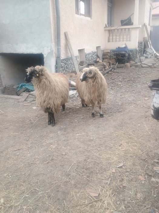 Vând berbecii țurcani buni