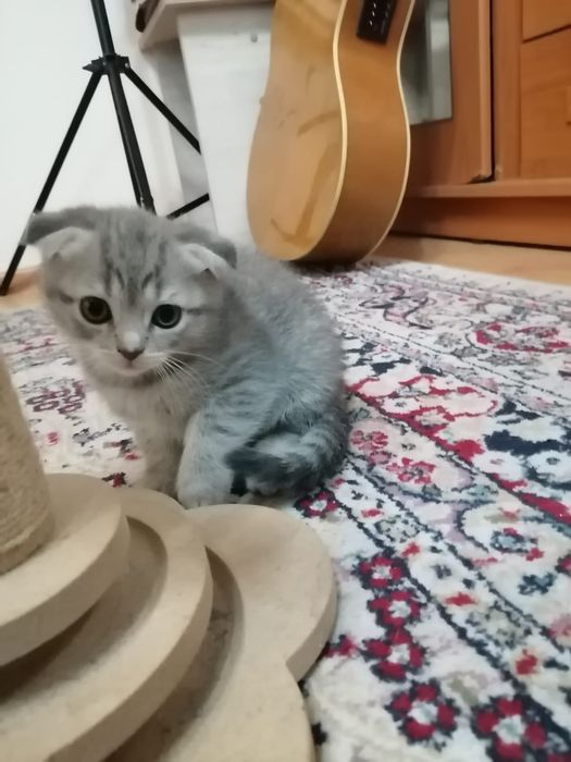 Котята скоттиш- фолд