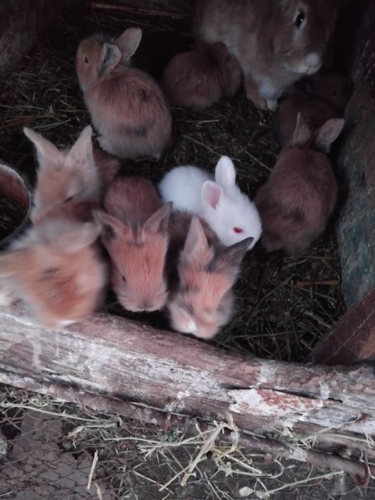 Vând iepuri uriaș german