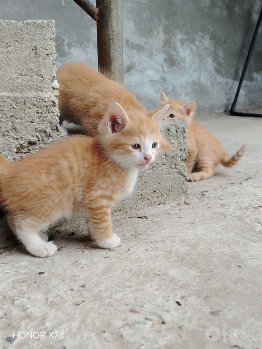 Mushuklar hadya qilinadi