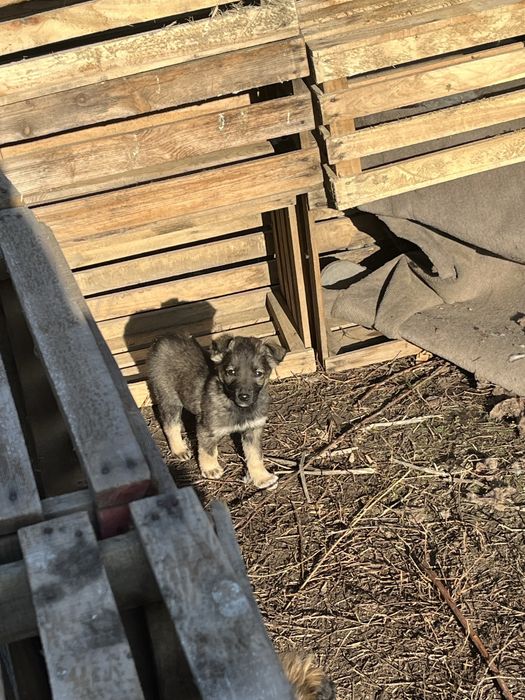 Шенки одам бесплатно