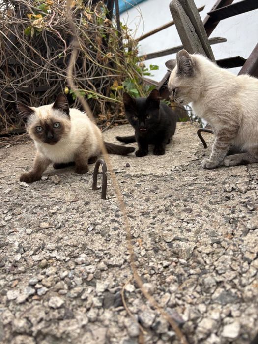 Ищем дом для котят и кошечки!