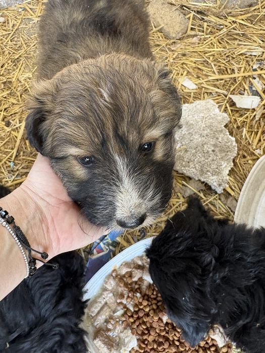 Adopții cățeluși