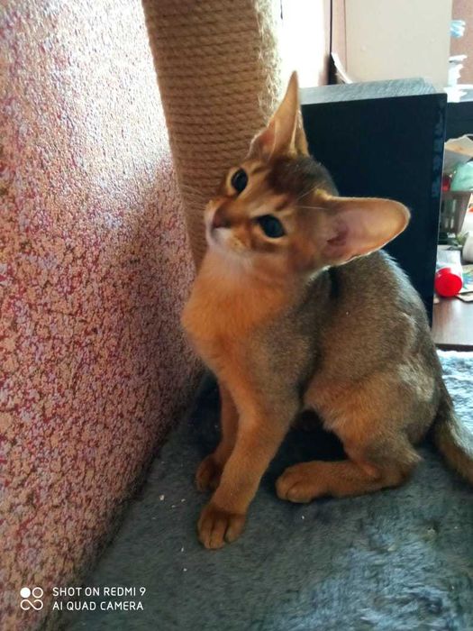 котята Абиссинские