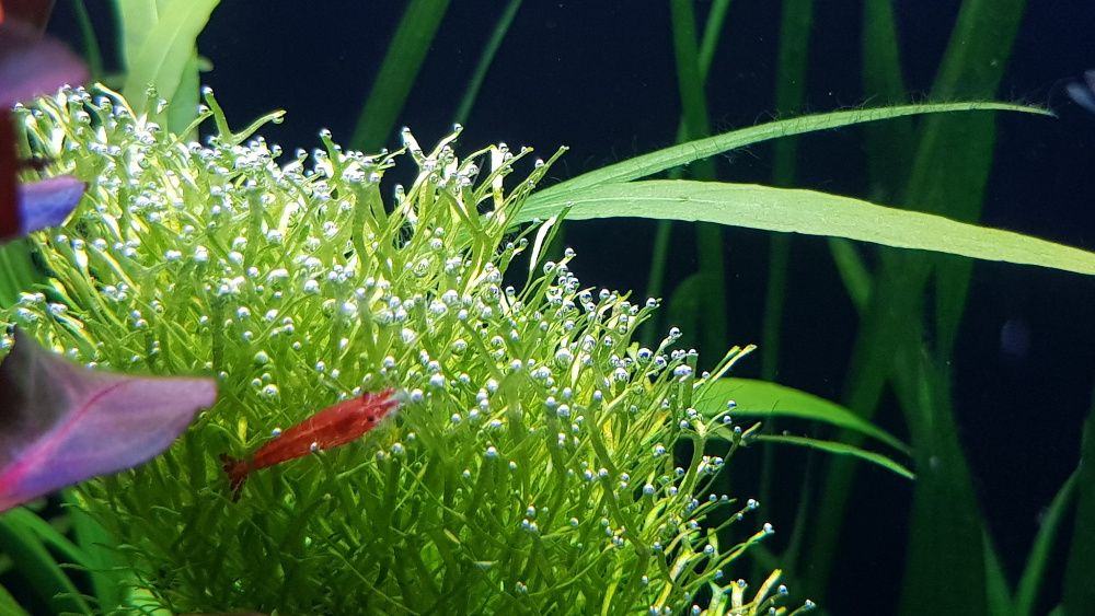 Pestisori si plante naturale de acvariu multiple modele