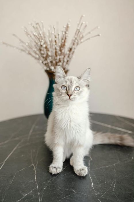 Котенок Айва ищет свой дом!