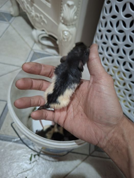 Крысы отдам в хорошие руки