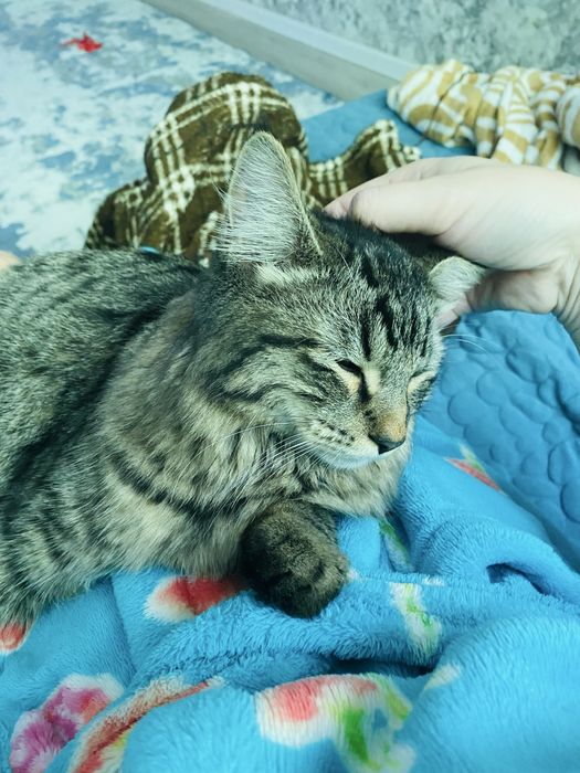 Отдам бесплатно котенка мальчик