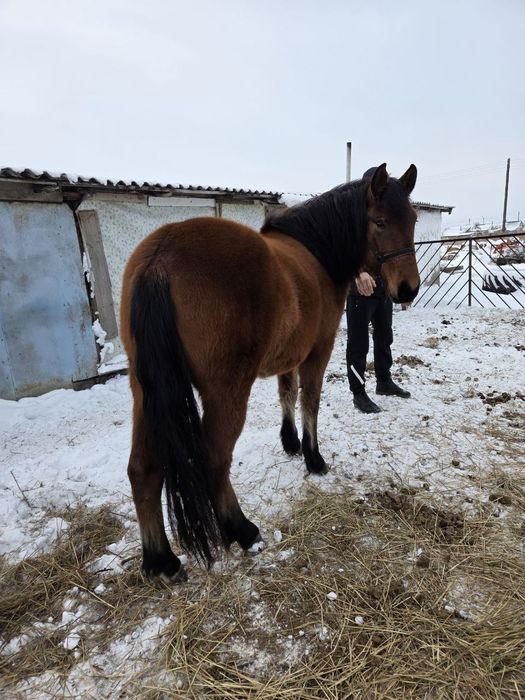 Продам лошадь 3 года