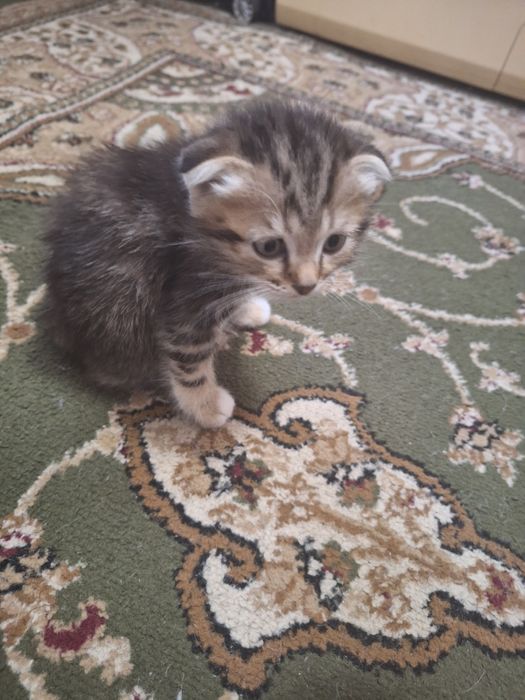 Кошка и котята отдам добрые руки