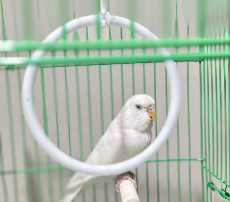 Продаётся красивый белый попугай