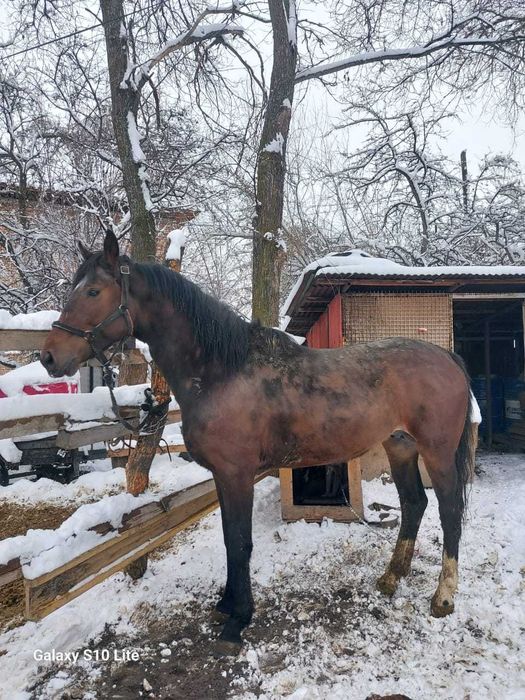 Продаётся жеребец