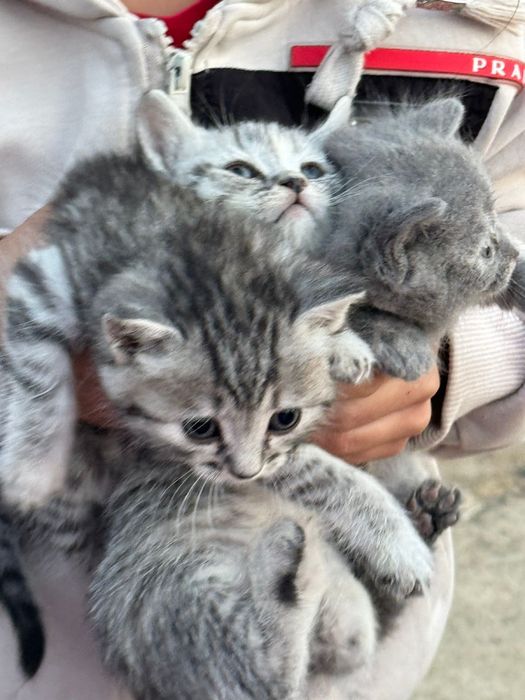 Отдам даром в хорошие, добрые руки маленьких котят, 1 месяц