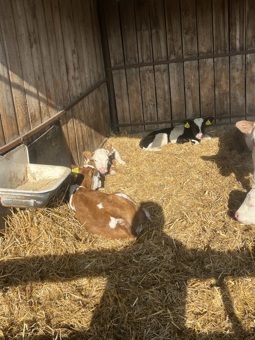 10 vitei disponibili