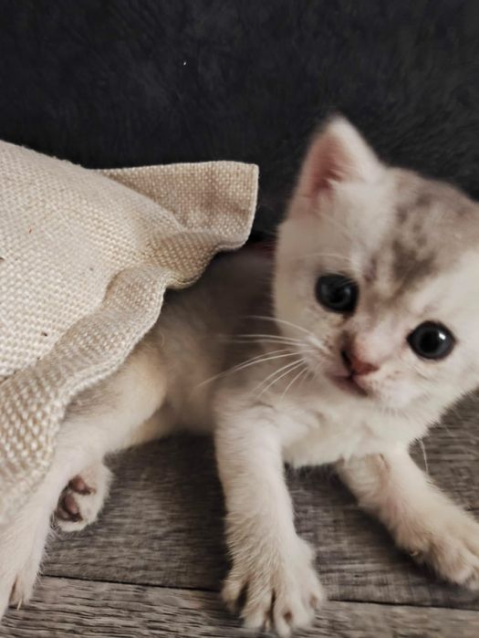 Котята шотландской породы