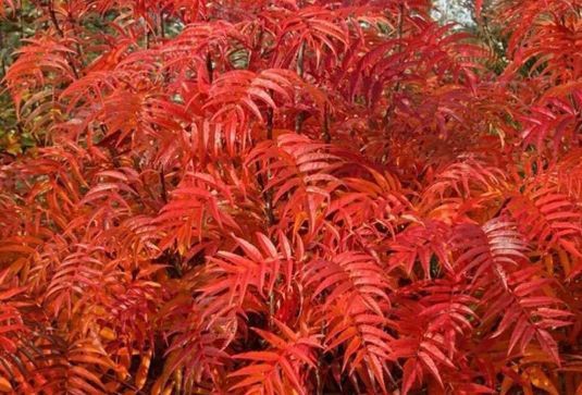 Scovus -Sorbus Dodong