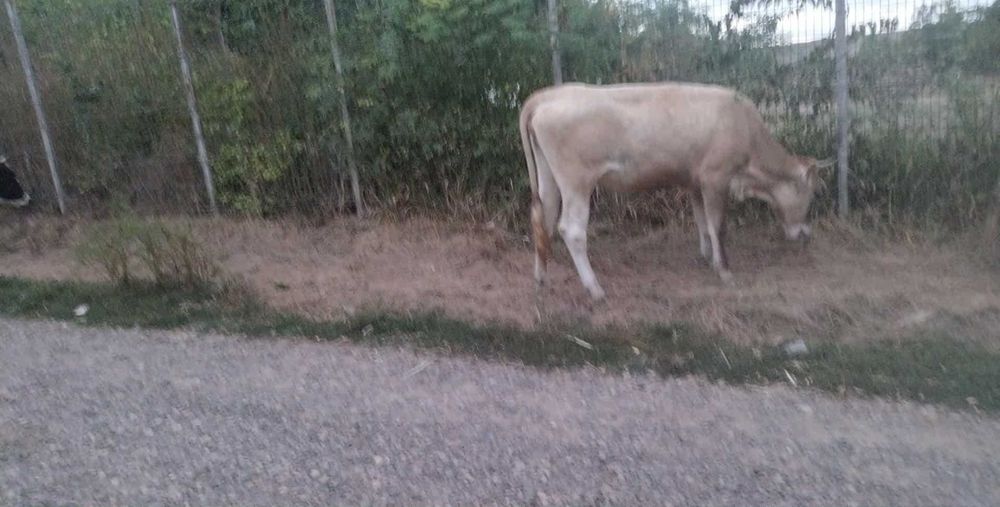 Vând vaci gestante și junele