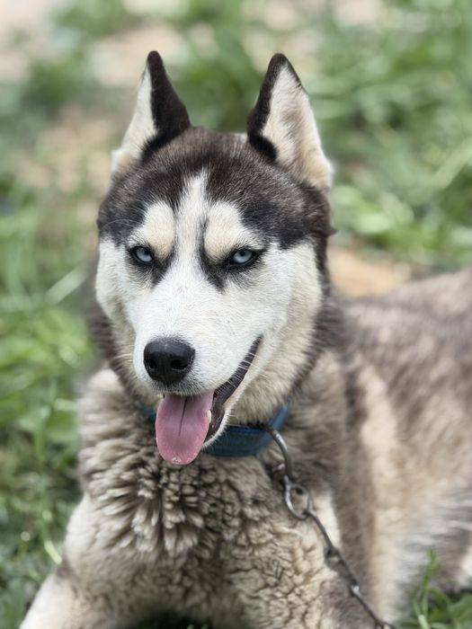 Хаски  1 жасар 50000