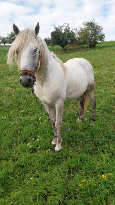 Schimba armăsar de 7 ani pe oi mai multe detalii in privat!