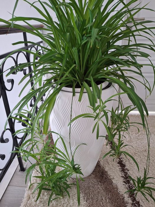 Продам комнатные растения.. Хлорофитум