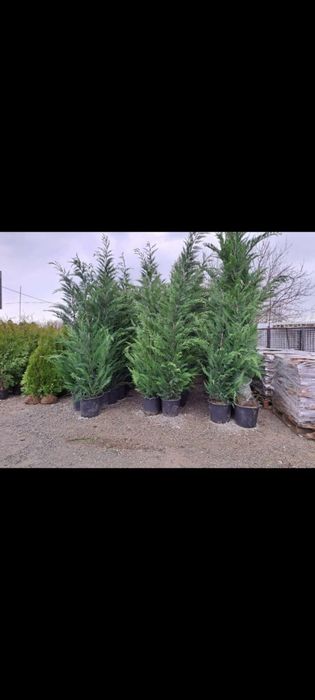 Chiparos leylandi gard viu veșnic verde