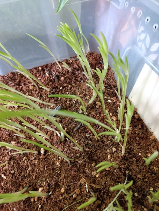 Лилия гули боллари Детки лилии