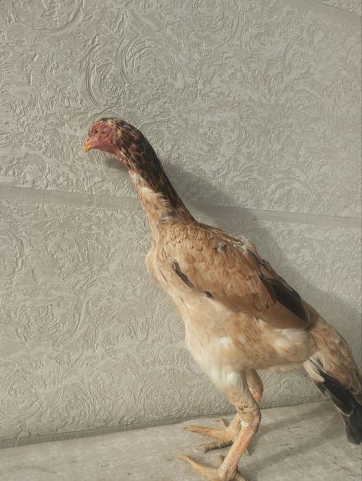 Дакан товукла сотувда.