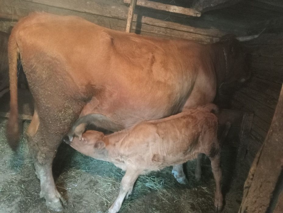 Vând vaca cu vitica