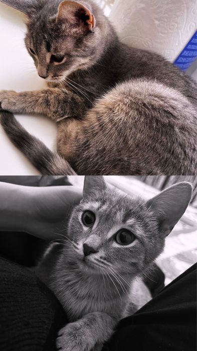 Мысык 5 багасын келсемз