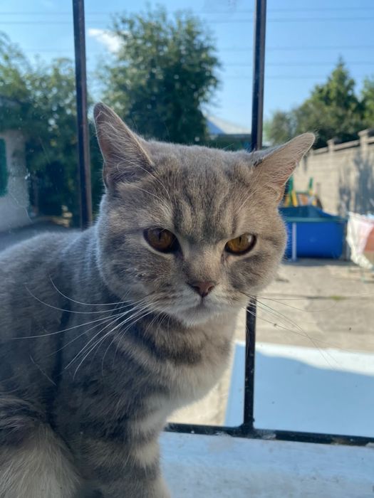 Отдам Британский кот в добрые руки