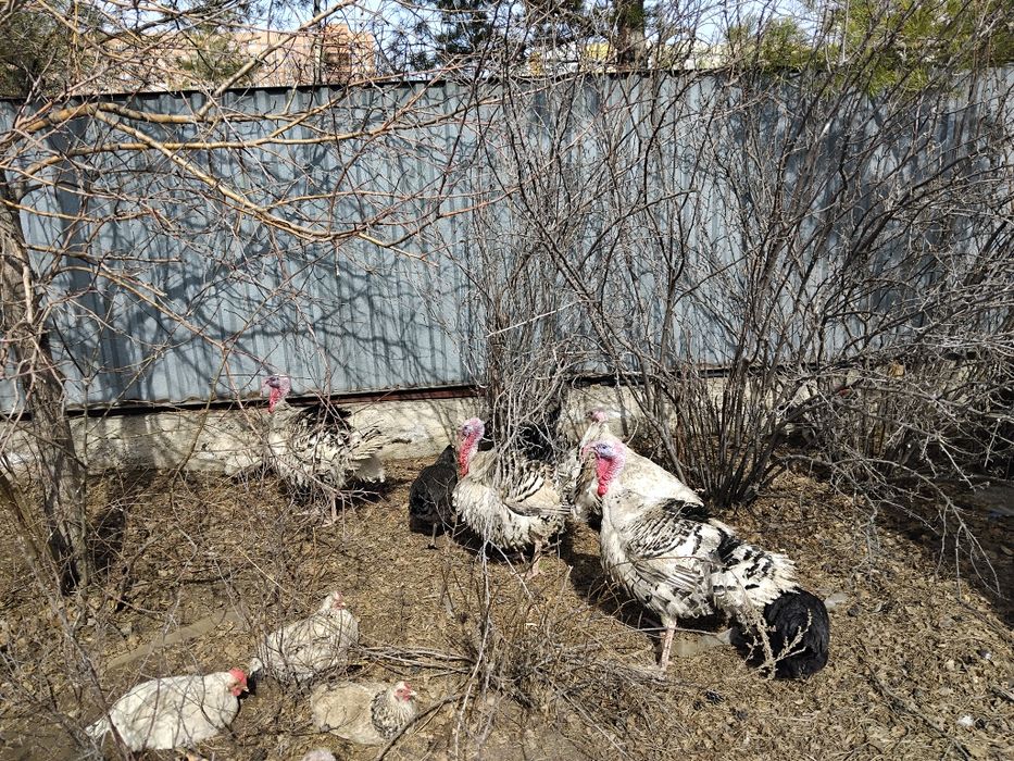 Индюки Индюк индюшата