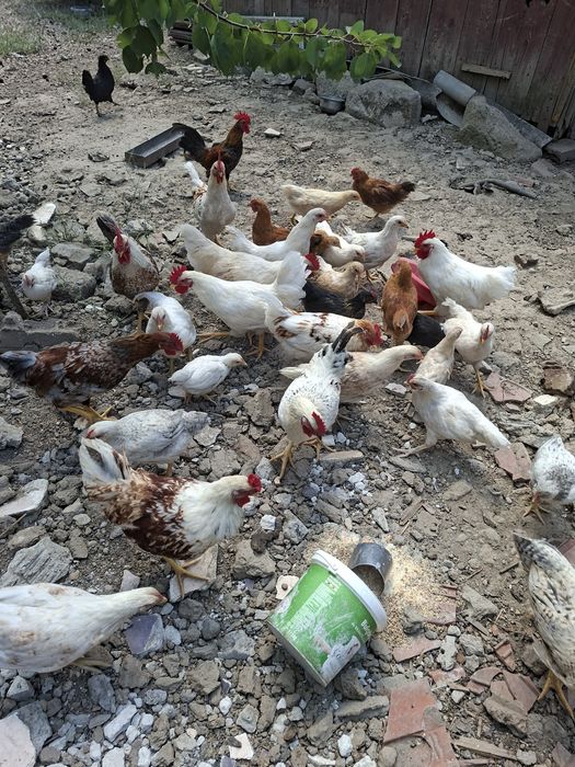 Vand un lot de 50 de pui taranesti (tineret)