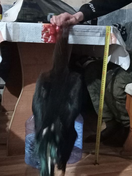 Продаётся Бойцовый петух