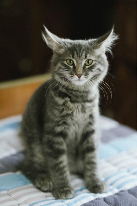 Котенок мальчик ищет дом