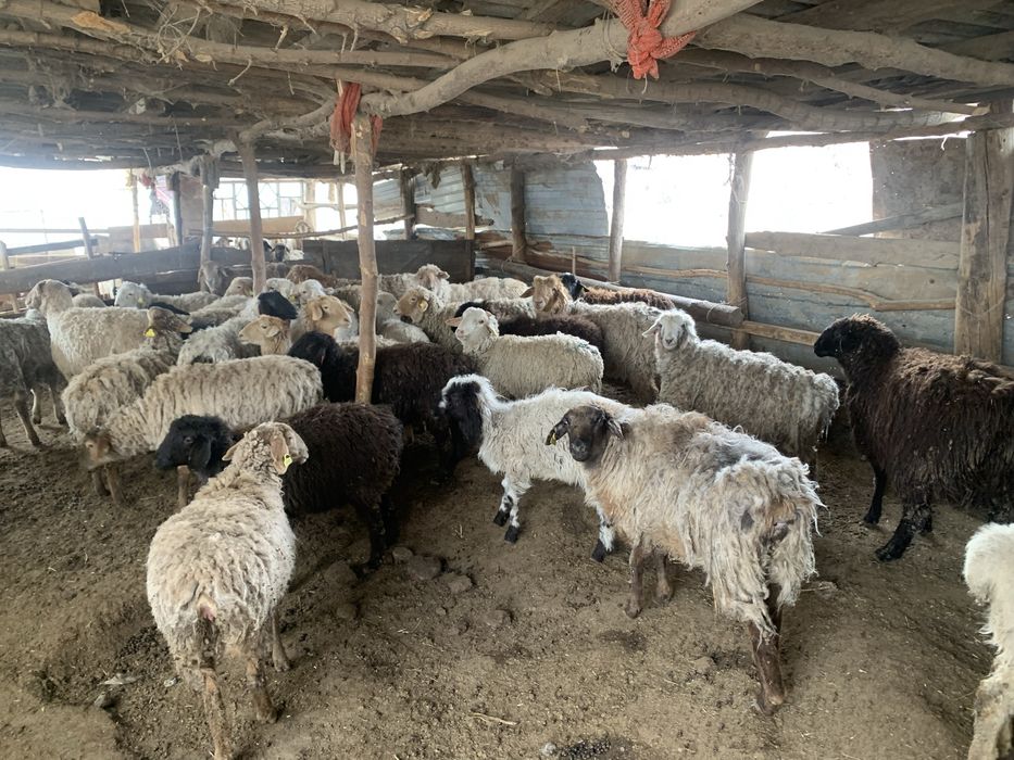 Семіз тоқтылар сатылады