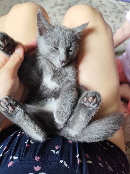 отдам котика в хорошие ручки