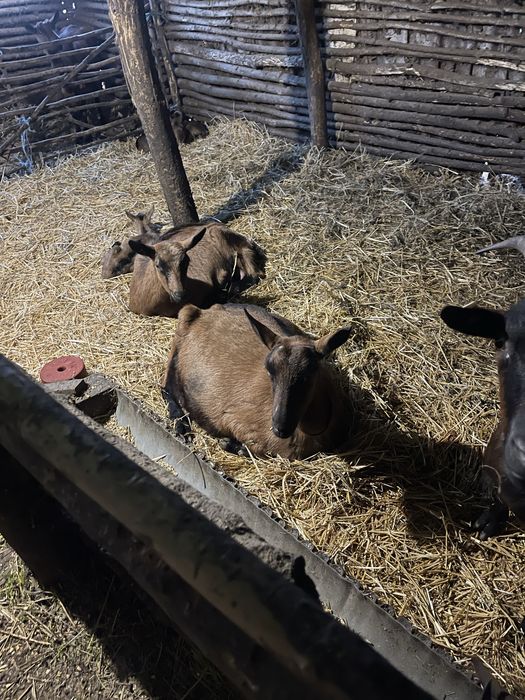 Vand 5 capre alpine francerze cu iezi langa ele