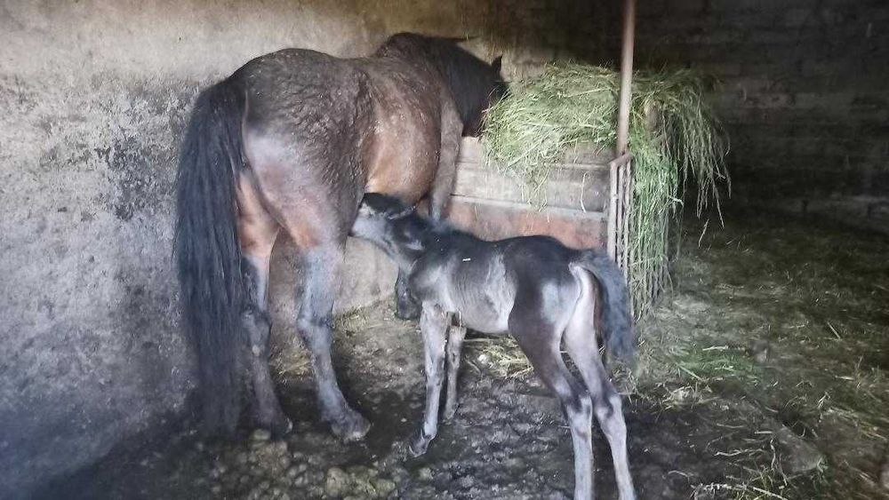 Vand sau schimb cu alte animale,o iapa de 4 ani cu manza de 2 saptamani,cu ham si caruta