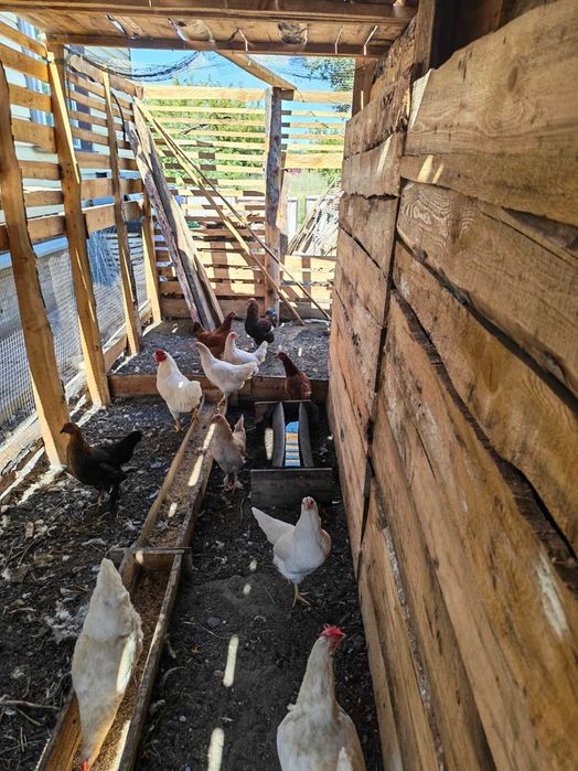 продам петушков и кур молодок