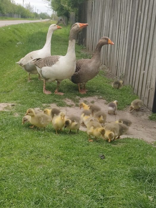 Boboci de vânzare