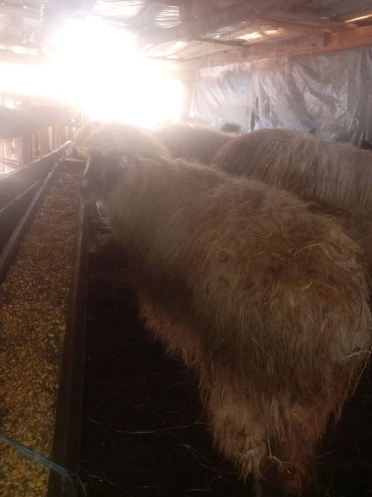 Se vinde oaie grasă și cârlani