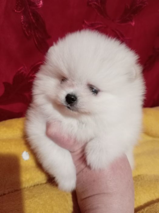 Продам щенка шпица