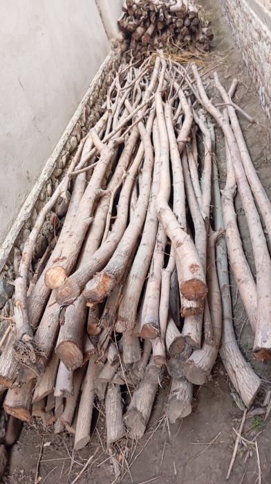 Tol tanasi bor oʻtin quruq   qishga yoqadigan