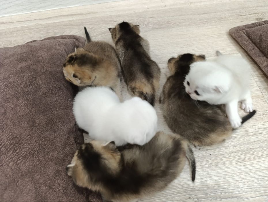 Котята Шотландская Шиншилла