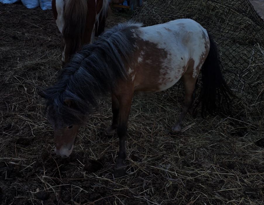 Продам пони аппалуза