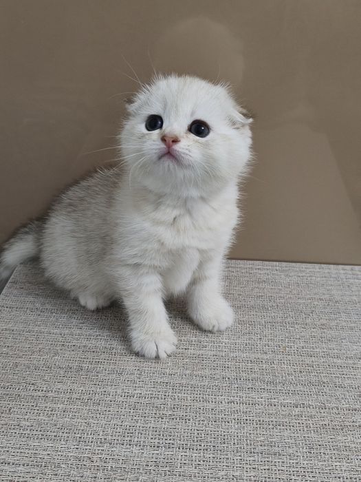 В продаже серебристая шиншилла девочка.