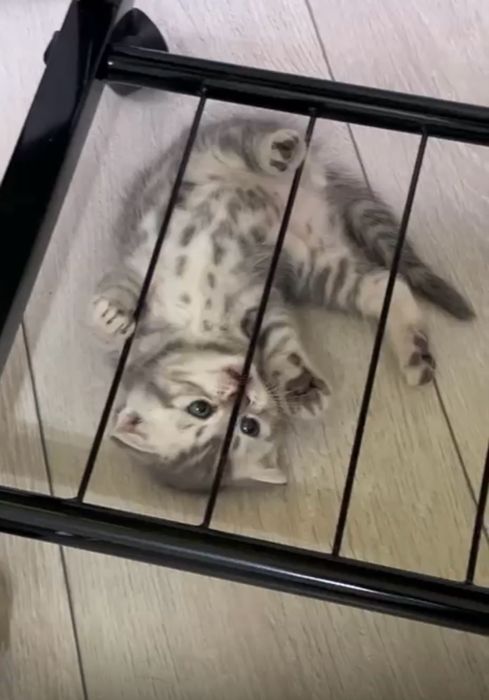 Продам шотландских котят