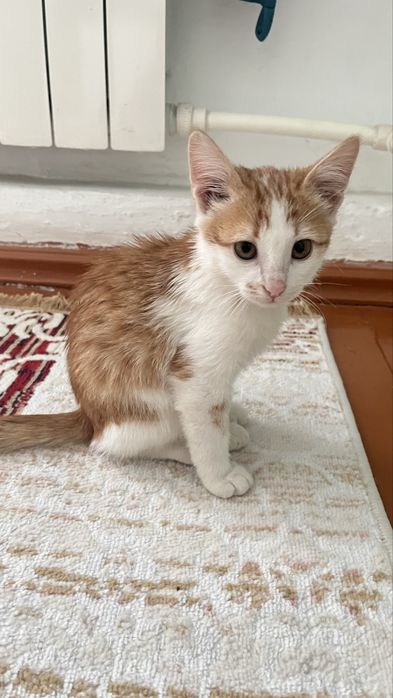 Отдам в добрые руки котенка . Пол: мальчик.