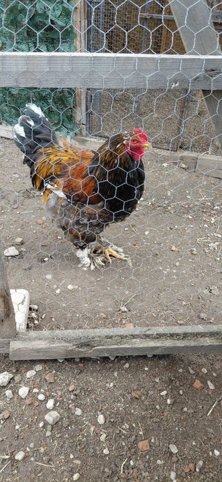 Vand gaini si cocos