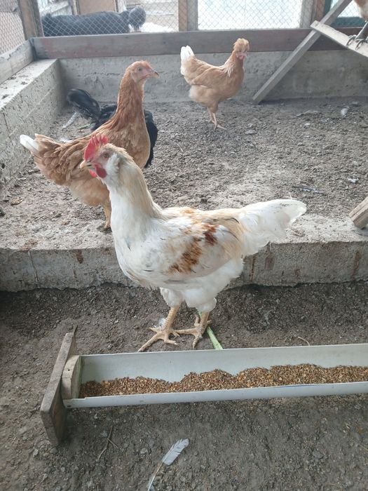 Продам петушков разных пород